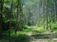 Djungelvandring Kaho Sok 011