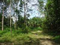 Djungelvandring Kaho Sok 012