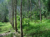 Djungelvandring Kaho Sok 013