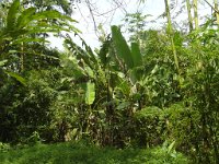 Djungelvandring Kaho Sok 016