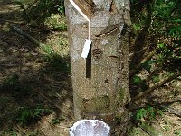 Djungelvandring Kaho Sok 018