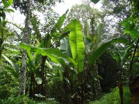 Djungelvandring Kaho Sok 019