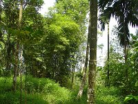 Djungelvandring Kaho Sok 023