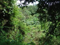 Djungelvandring Kaho Sok 028