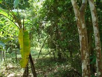 Djungelvandring Kaho Sok 040