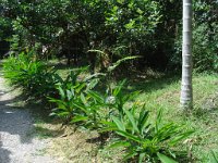 Djungelvandring Kaho Sok 043