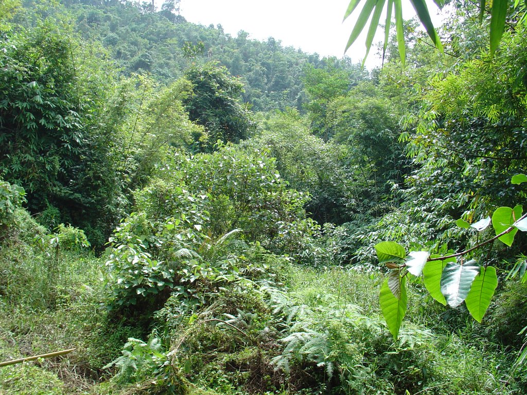 Elefantridning Kaho Sok 009