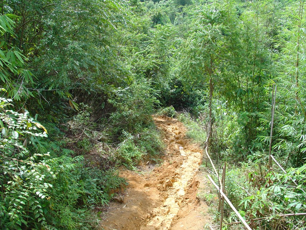 Elefantridning Kaho Sok 011