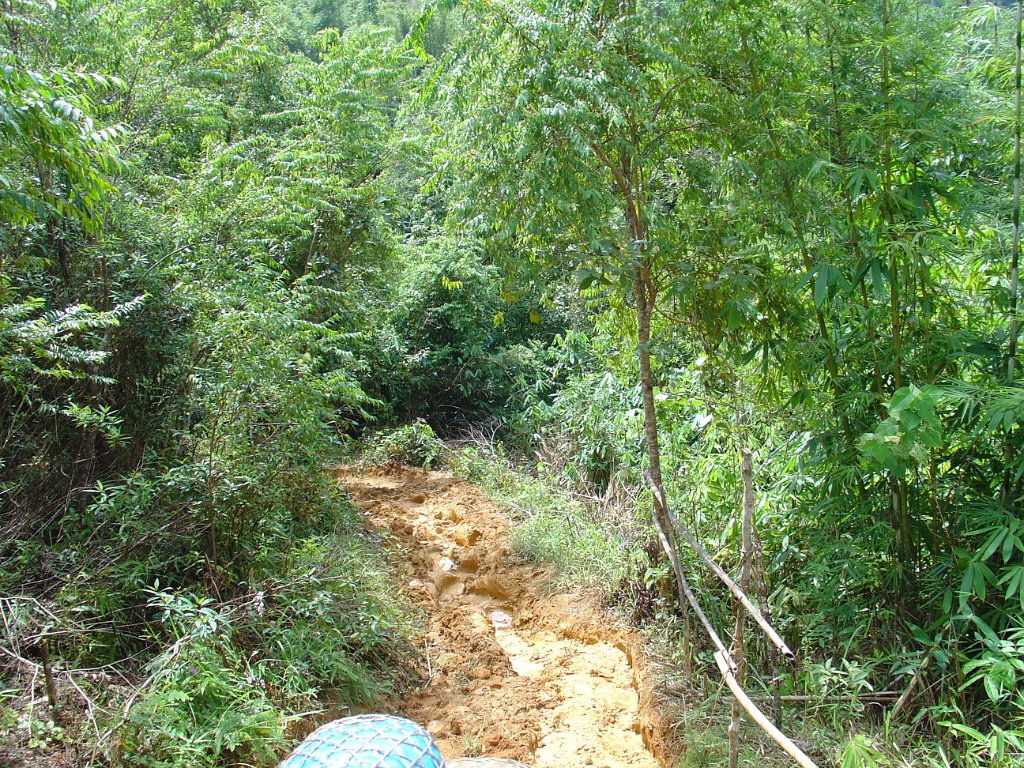 Elefantridning Kaho Sok 012