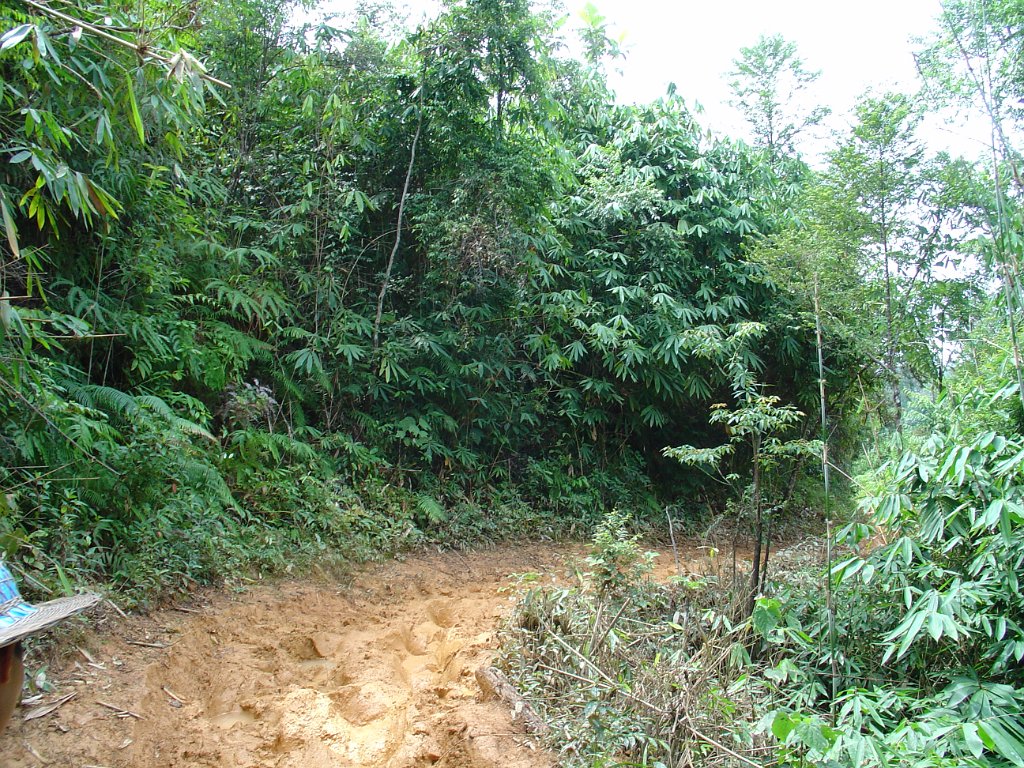 Elefantridning Kaho Sok 016