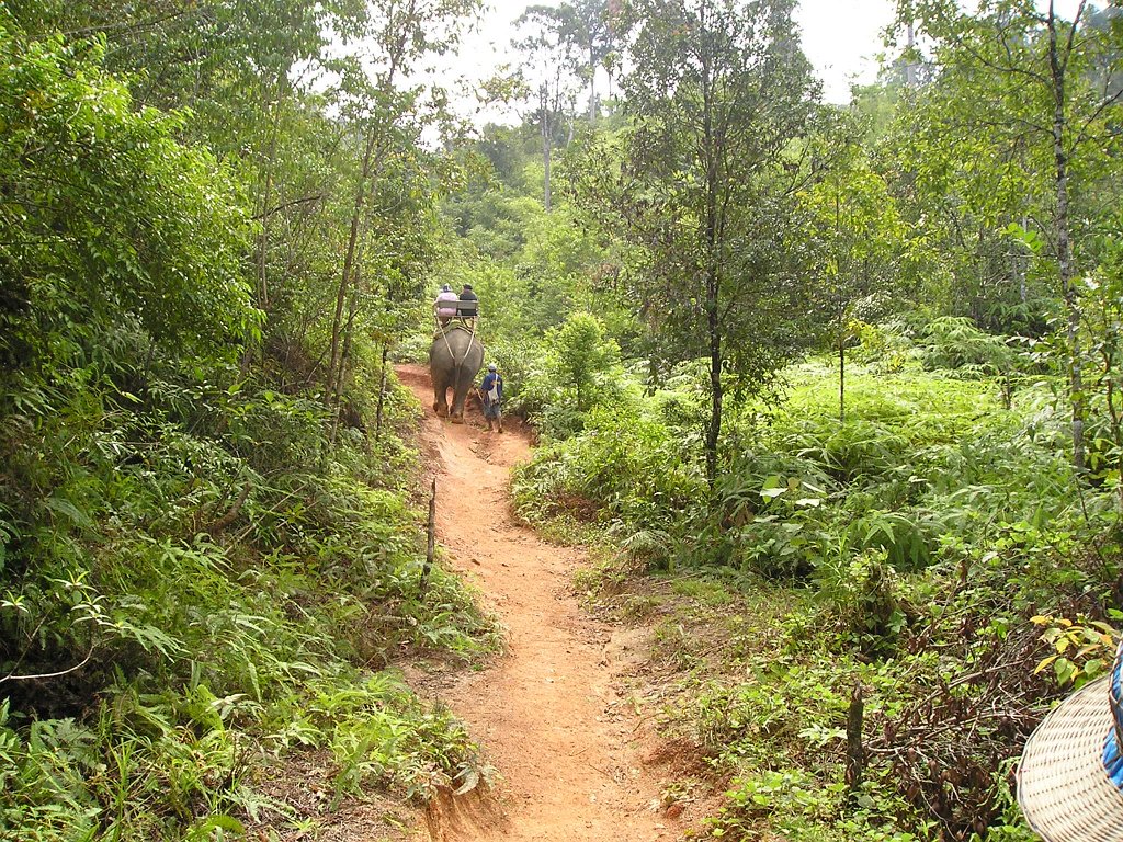 Elefantridning Kaho Sok 027