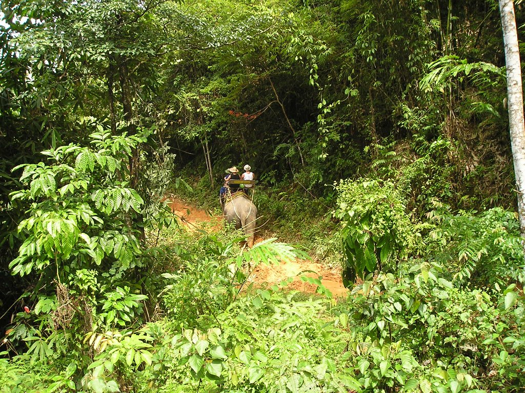 Elefantridning Kaho Sok 030