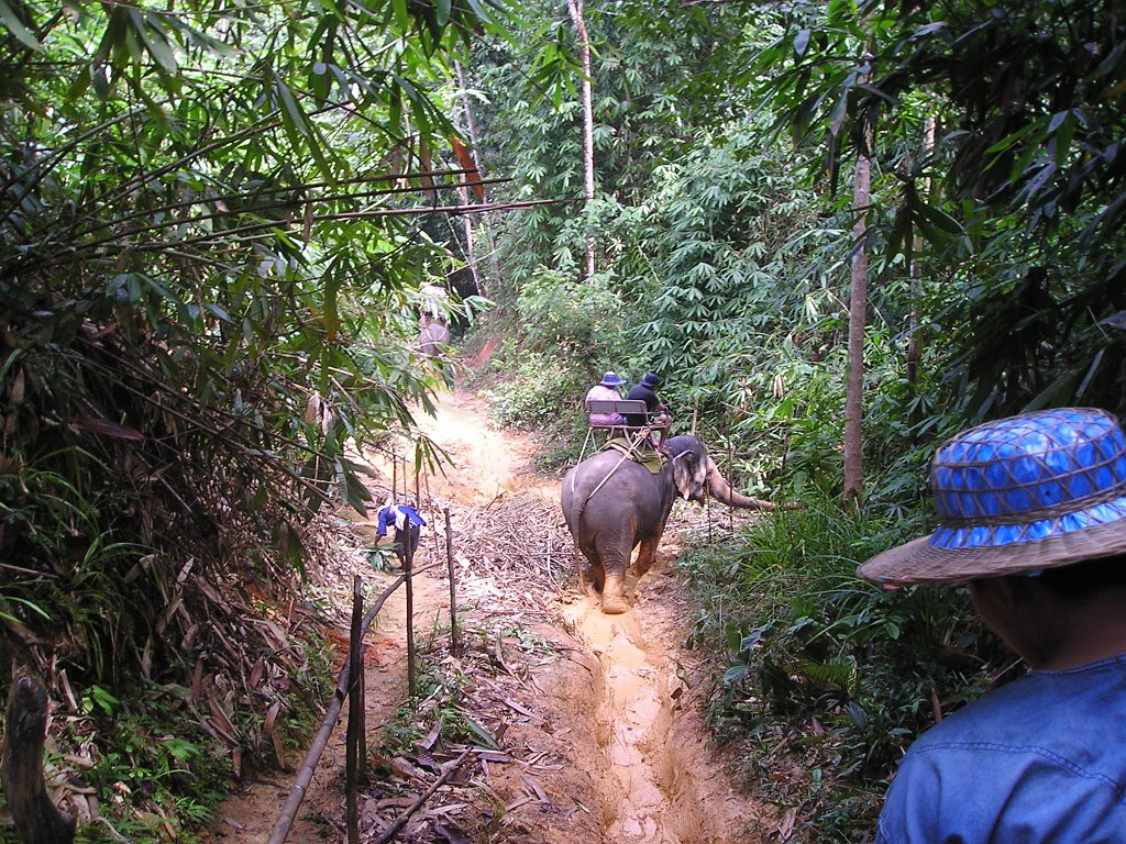 Elefantridning Kaho Sok 032