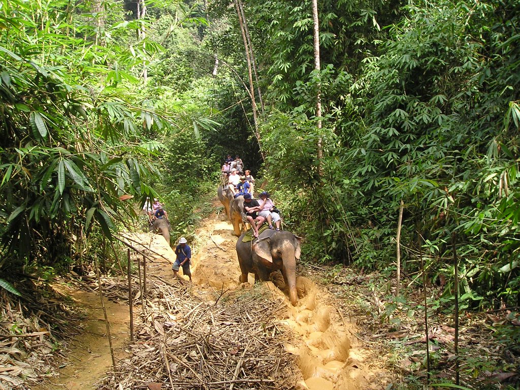 Elefantridning Kaho Sok 034