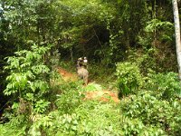 Elefantridning Kaho Sok 030