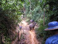 Elefantridning Kaho Sok 032