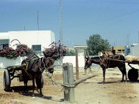 Tunisien 03